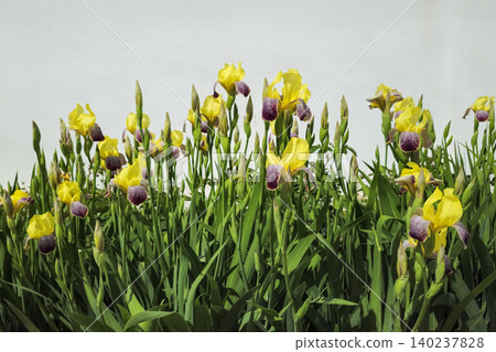 Bright yellow irises bloom amid green stems 140237828