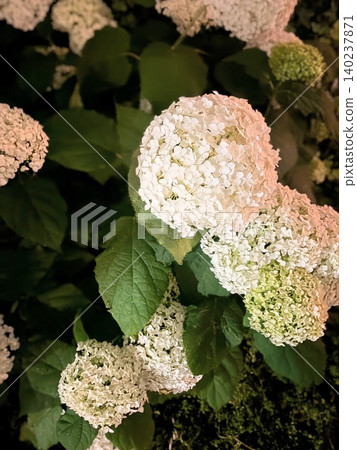 White hydrangea flowers White hydrangea flowers 140237871