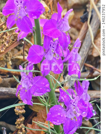 Close Up of Purple Annual Larkspur Flowers 140237952