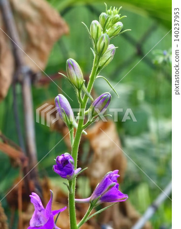 Developing Buds and Blossoms of Annual Larkspur Developing Buds and Blossoms of Annual Larkspur 140237953