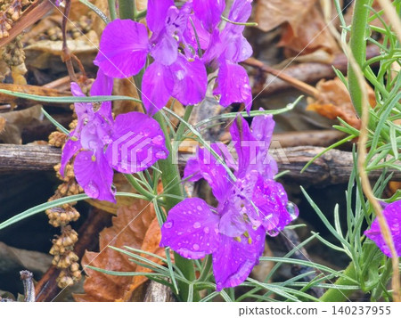 Vertical Stem of Blooming Purple Larkspur Vertical Stem of Blooming Purple Larkspur 140237955