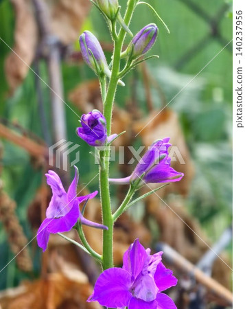 Purple Larkspur Flowers and Developing Buds Purple Larkspur Flowers and Developing Buds 140237956