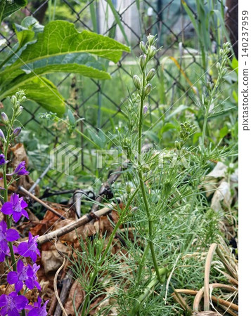 Purple Annual Larkspur Blossoms Among Green Foliage Purple Annual Larkspur Blossoms Among Green Foliage 140237959