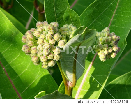 Multiple Developing Inflorescences of Asclepias syriaca Multiple Developing Inflorescences of Asclepias syriaca 140238106