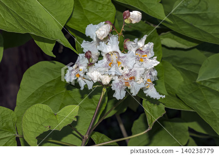 Flowering Branch of Catalpa Bignonioides Flowering Branch of Catalpa Bignonioides 140238779
