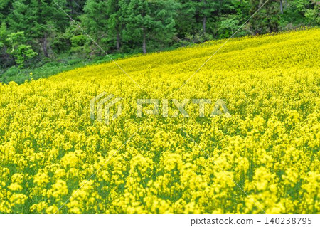 Rapeseed flowers blooming in early summer at the flower fields of San-no-Kura Plateau (ski resort), Kitakata City, Fukushima Prefecture. Rapeseed flowers blooming in early summer at the flower fields of San-no-Kura Plateau (ski resort), Kitakata City, Fukushima Prefecture. 140238795