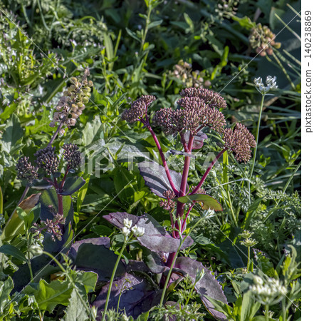 Developing Inflorescences of Common Orpine Developing Inflorescences of Common Orpine 140238869