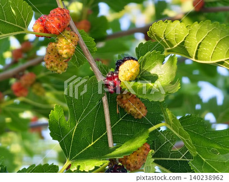 Mulberry Fruits at Different Stages of Ripeness Mulberry Fruits at Different Stages of Ripeness 140238962