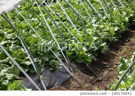 Lettuce fields whose growth is affected by extreme weather. Lettuce fields whose growth is affected by extreme weather. 140239041