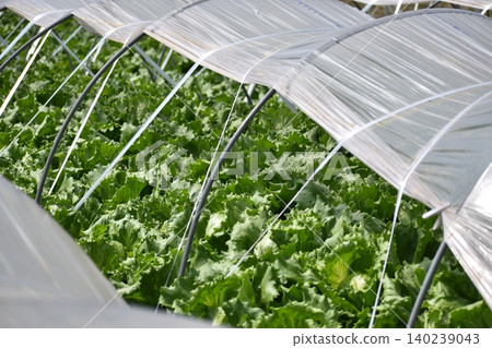 Lettuce fields whose growth is affected by extreme weather. Lettuce fields whose growth is affected by extreme weather. 140239043