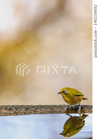 A Japanese white-eye reflected on the water's surface, enjoying a peaceful moment of bathing. A Japanese white-eye reflected on the water's surface, enjoying a peaceful moment of bathing. 140239092