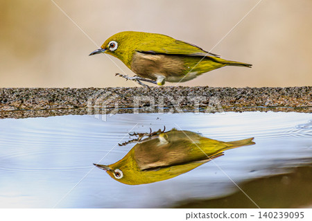 The adorable moment of a Japanese white-eye walking off after a bath. 140239095
