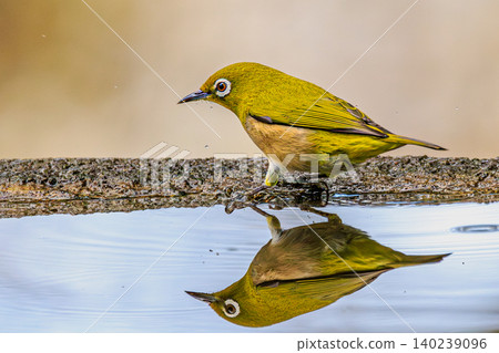 A beautiful reflection of a Japanese white-eye resting its wings by the water's edge. A beautiful reflection of a Japanese white-eye resting its wings by the water's edge. 140239096