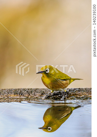 一隻日本繡眼鳥靜靜地站在泛起漣漪的水面上。 140239100