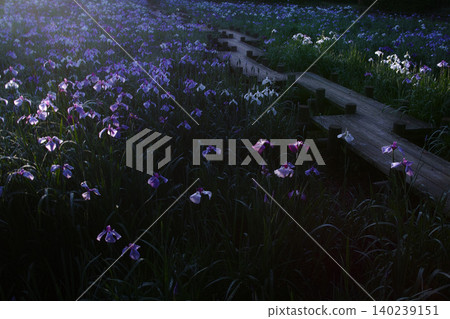 Edo irises 140239151