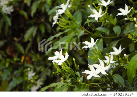 Jasmine flowers blooming in Lumbini, Nepal Jasmine flowers blooming in Lumbini, Nepal 140239154