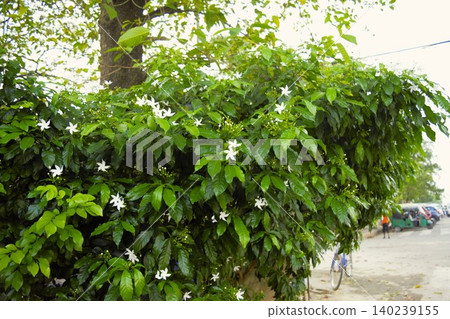 White jasmine flowers blooming in Lumbini, Nepal White jasmine flowers blooming in Lumbini, Nepal 140239155