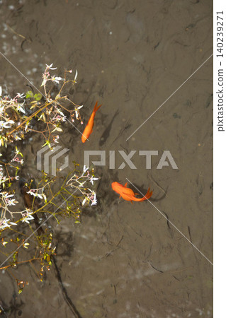 虎耳草和金魚 140239271