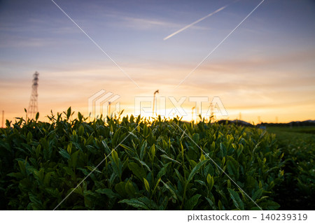A beautiful evening view of a tea plantation. A beautiful evening view of a tea plantation. 140239319