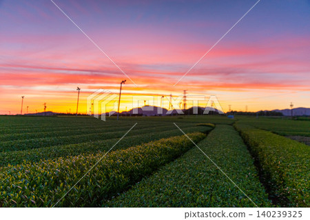 A beautiful evening view of a tea plantation. A beautiful evening view of a tea plantation. 140239325