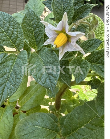 Potato flowers in a home garden 140239426