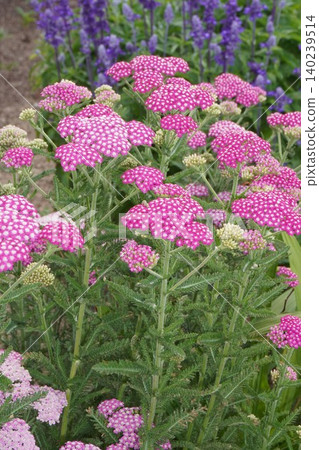 蓍草花 - 2026年5月 140239514