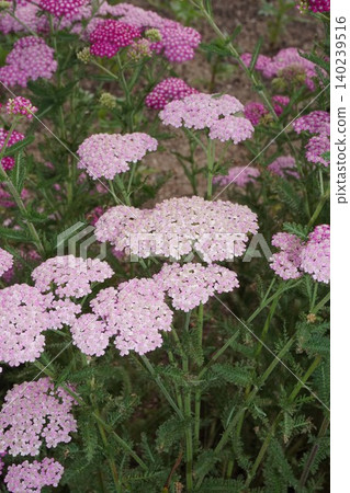 蓍草花 - 2026年5月 蓍草花 - 2026年5月 140239516