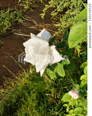 White Rose Flower Surrounded by Green Foliage 140239529