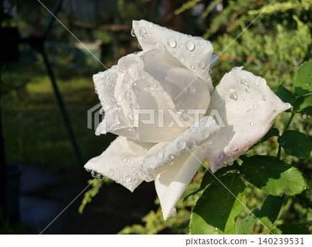 White Hybrid Tea Rose Flower with Fresh Petals White Hybrid Tea Rose Flower with Fresh Petals 140239531