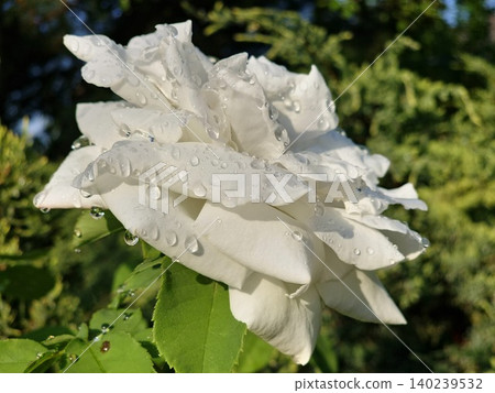 Opening White Rose Bud with Dew Drops Opening White Rose Bud with Dew Drops 140239532
