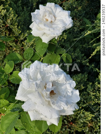 Partially Open White Rose Flower After Rain Partially Open White Rose Flower After Rain 140239537