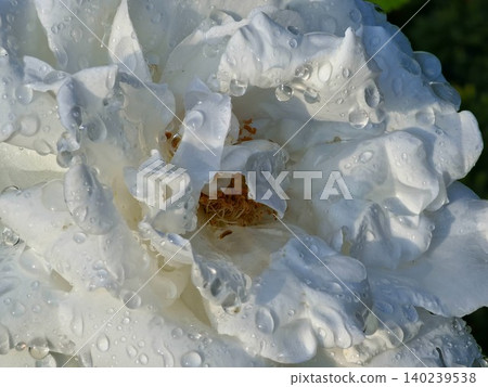 White Hybrid Tea Rose in Full Bloom 140239538