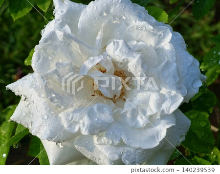 Close Up of White Rose Petals with Water Drops Close Up of White Rose Petals with Water Drops 140239539