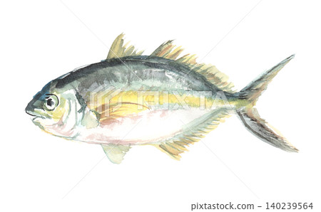 Watercolor illustration of striped jack Watercolor illustration of striped jack 140239564
