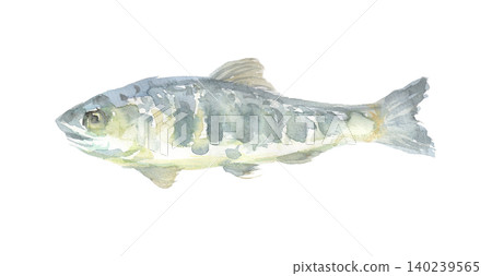 Watercolor illustration of a cherry salmon Watercolor illustration of a cherry salmon 140239565