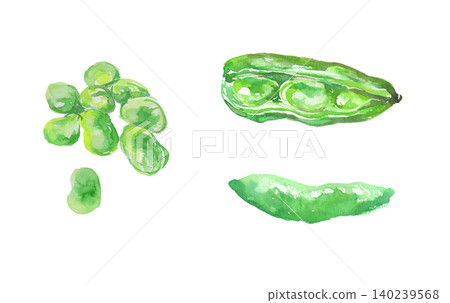 Watercolor illustration set of broad beans Watercolor illustration set of broad beans 140239568