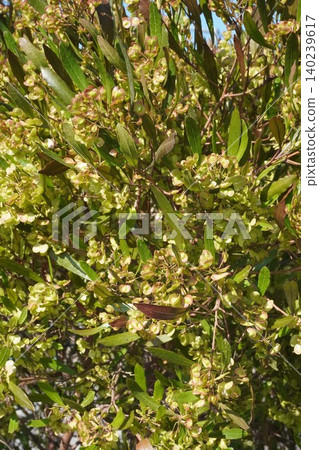 Swollen winged fruit of the Japanese fan tree - May 2026 Swollen winged fruit of the Japanese fan tree - May 2026 140239617
