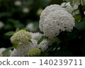 Annabel's closeup 140239711