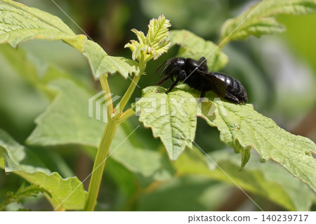Black carpenter bee (Xylocopa) resting on Viburnum opulus roseum leaf Black carpenter bee (Xylocopa) resting on Viburnum opulus roseum leaf 140239717