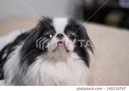 日本狆犬肖像(日本狆犬)-老年犬的表情 日本狆犬肖像(日本狆犬)-老年犬的表情 140239767