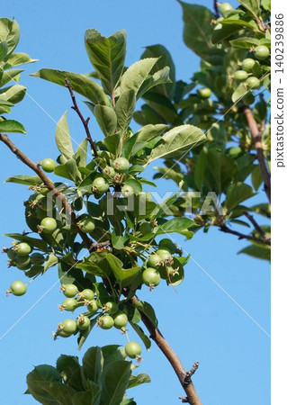 Young crabapple fruit - May 2026 Young crabapple fruit - May 2026 140239886