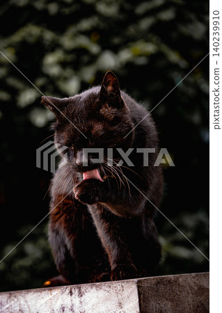 Black and White Tuxedo Cat Portrait with Golden Eyes Close Up Domestic Feline Pet Animal Photography 140239910