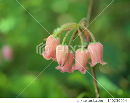 The lovely flowers of the white-backed bellflower (Urajiroyoraku) bloomed in May. The lovely flowers of the white-backed bellflower (Urajiroyoraku) bloomed in May. 140239924