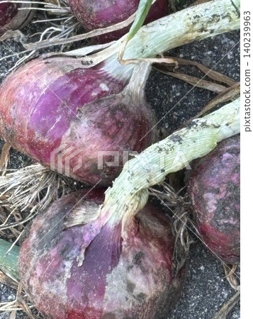 新鮮採摘的紅洋蔥 新鮮採摘的紅洋蔥 140239963