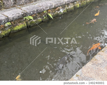 Carp swimming in the river, Hida Road Carp swimming in the river, Hida Road 140240001