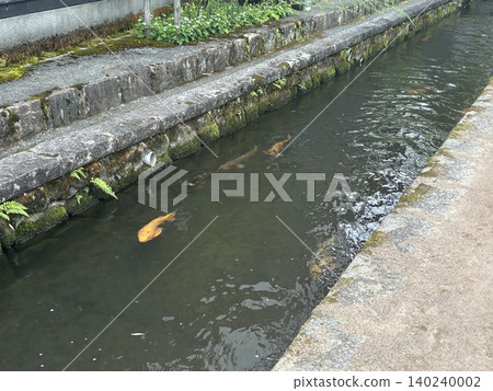 鯉魚在河裡遊動,飛驒路 鯉魚在河裡遊動,飛驒路 140240002