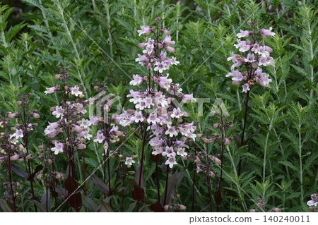 Penstemon flower - May 2026 Penstemon flower - May 2026 140240011