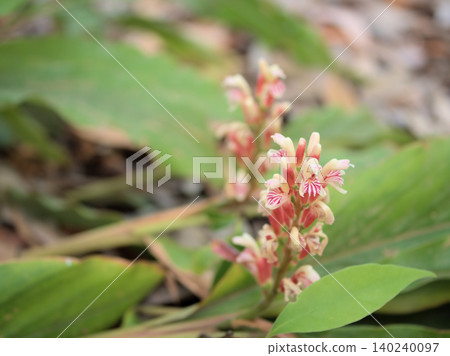 The lovely red flowers of the Japanese ginger (Hanamyoga) bloomed in May. The lovely red flowers of the Japanese ginger (Hanamyoga) bloomed in May. 140240097
