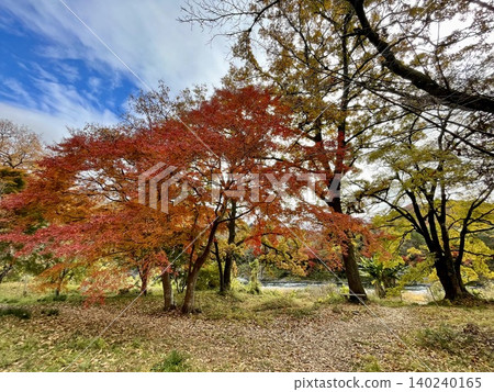 長瀞的月之石紅葉公園內,紅葉生氣勃勃,景色絢麗。 長瀞的月之石紅葉公園內,紅葉生氣勃勃,景色絢麗。 140240165
