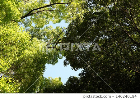 I look up at the green I look up at the green 140240184